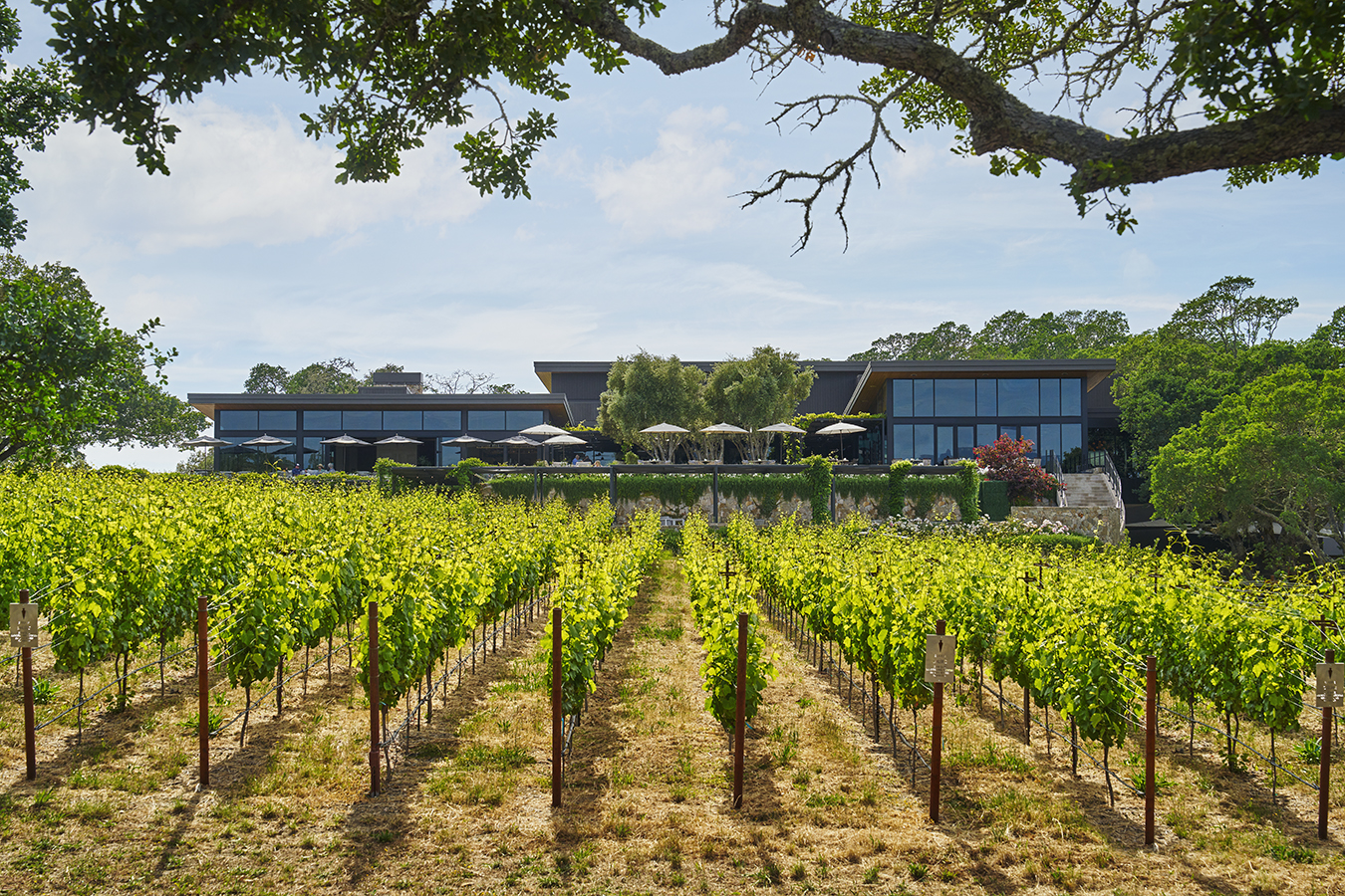 Vineyards at Montage Healdsburg